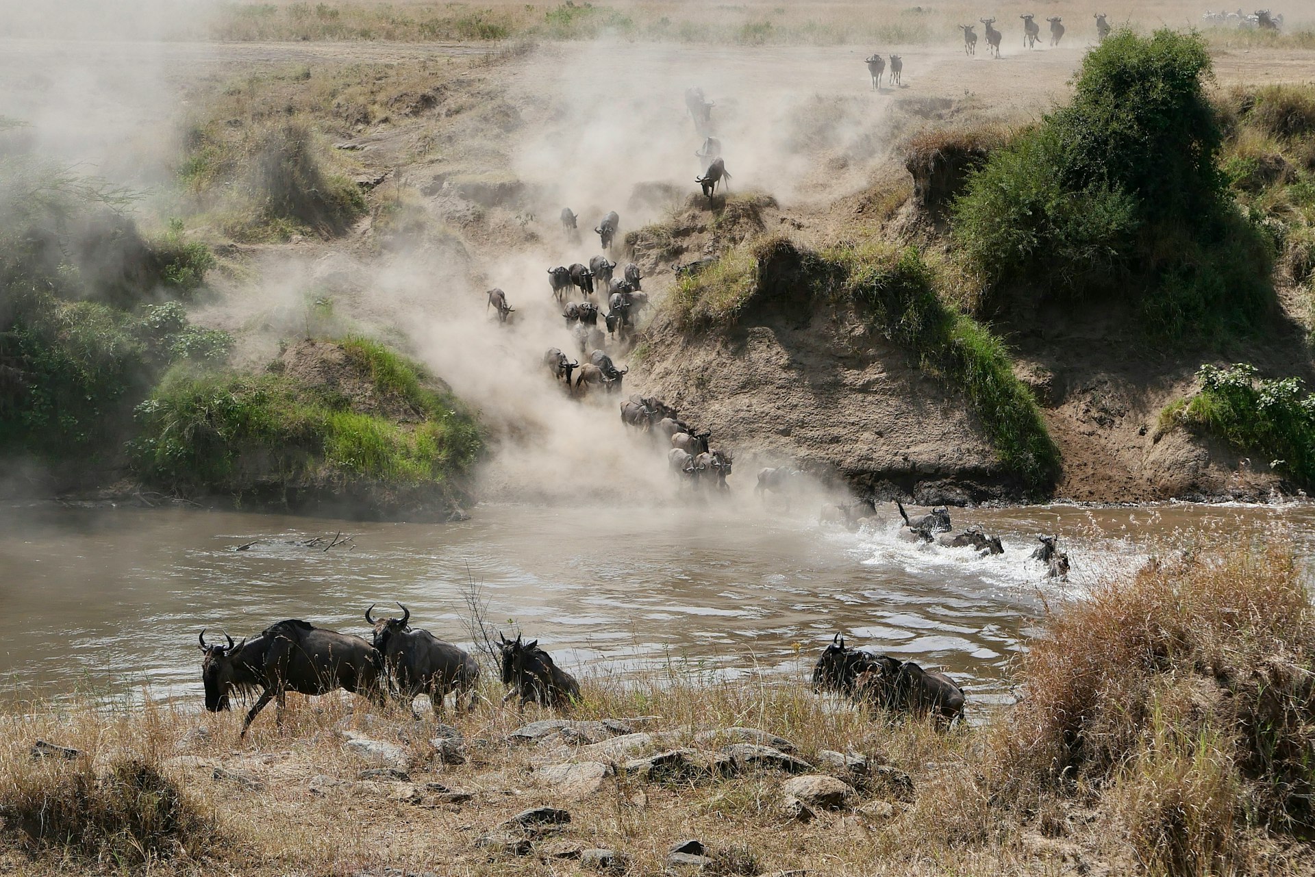 A herd of wild animals walking across a river